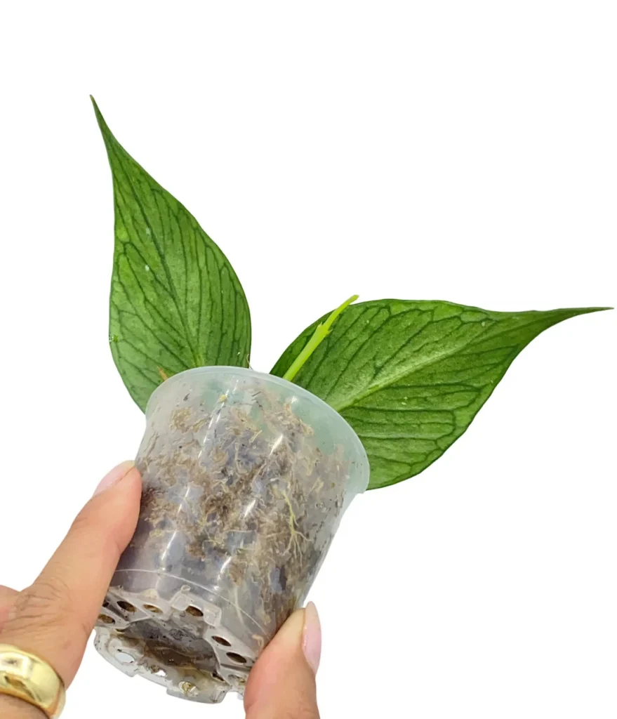 Hoya Polyneura_Plant and Stories_Pot de 6cm