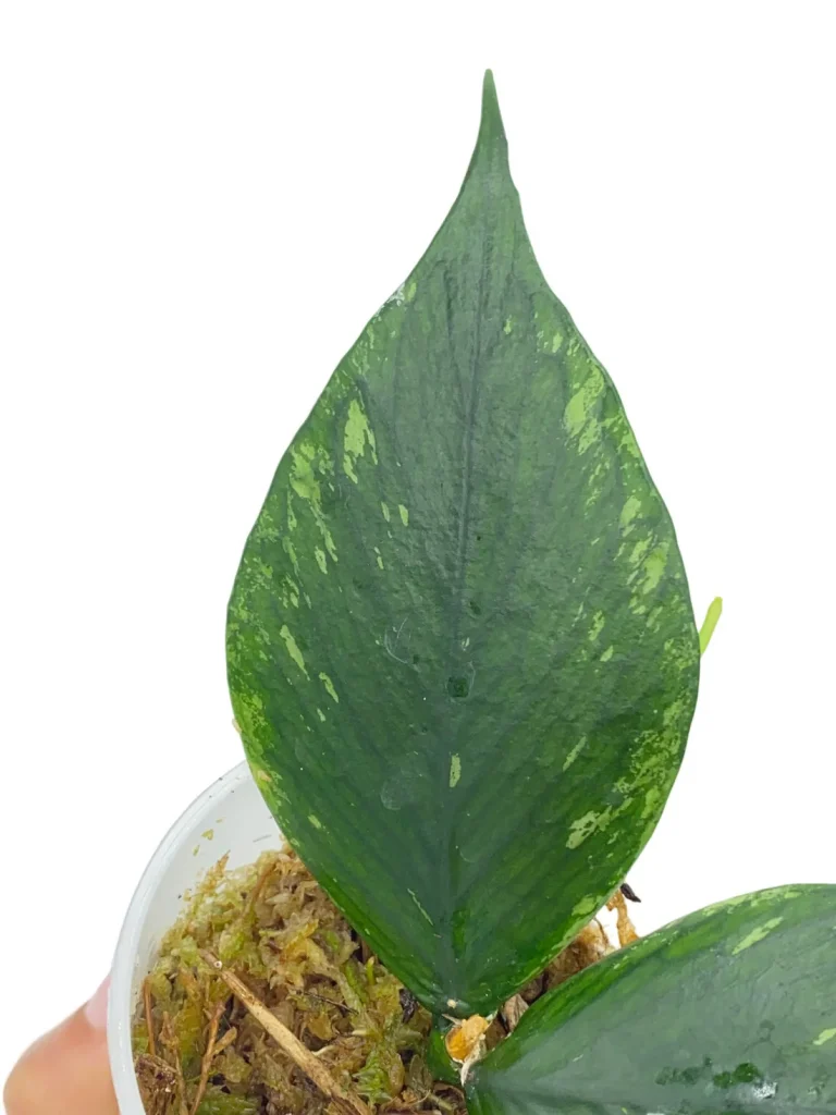 Hoya Polyneura_Plant and Stories_Pot de 6cm