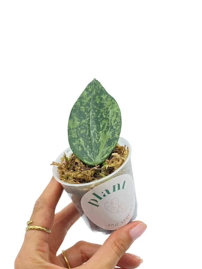 Hoya Rangsan_Plant and Stories_Pot de 9cm