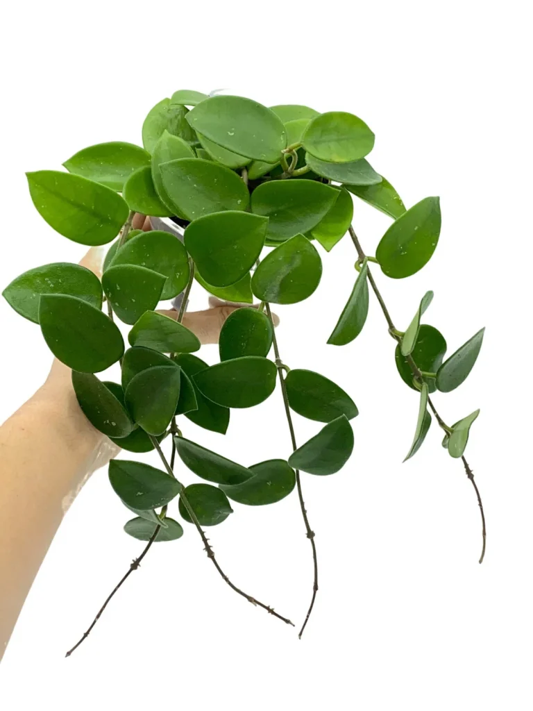 Hoya Chouke_Plant and Stories_Pot de 9cm