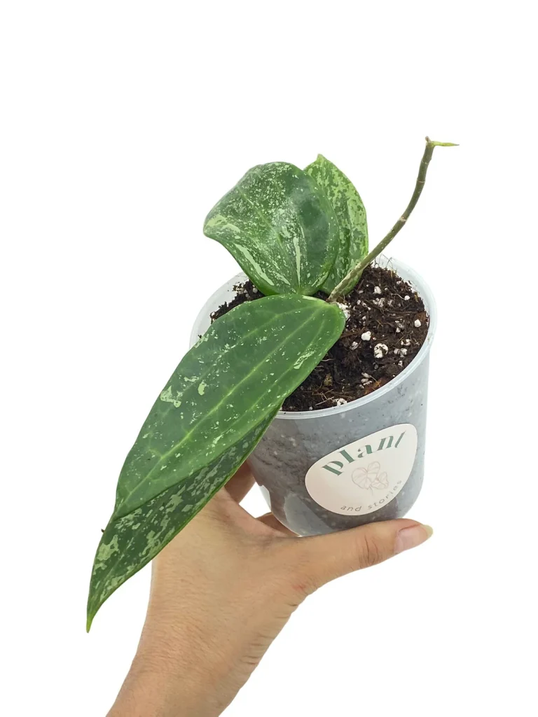 Hoya Rangsan_Plant and Stories_Pot de 9cm