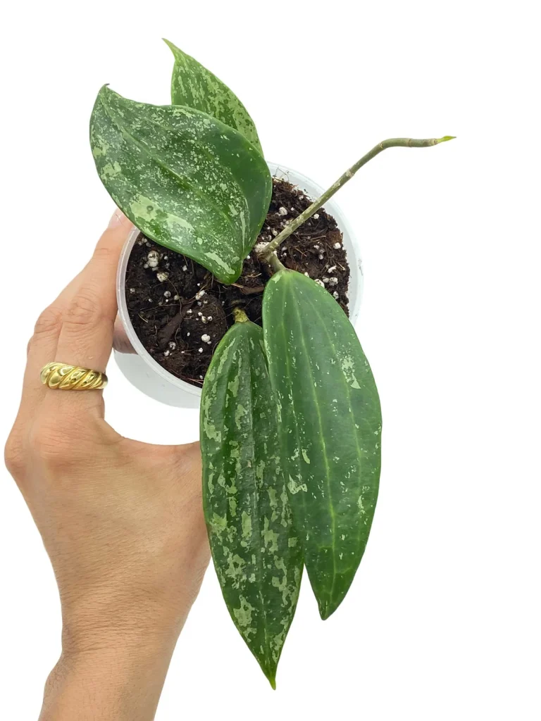 Hoya Rangsan_Plant and Stories_Pot de 9cm