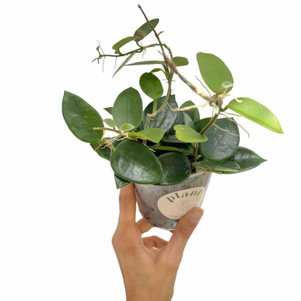 Hoya Chouke_Plant and Stories_Pot de 9cm
