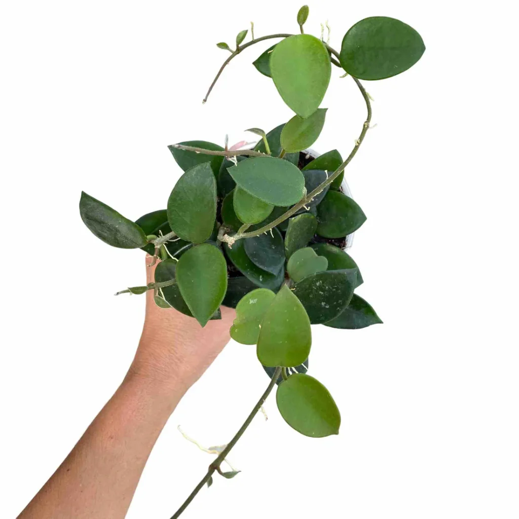 Hoya Chouke_Plant and Stories_Pot de 9cm