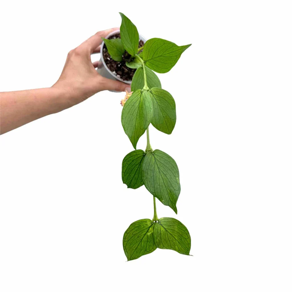 Hoya Polyneura_Plant and Stories_Pot de 6cm