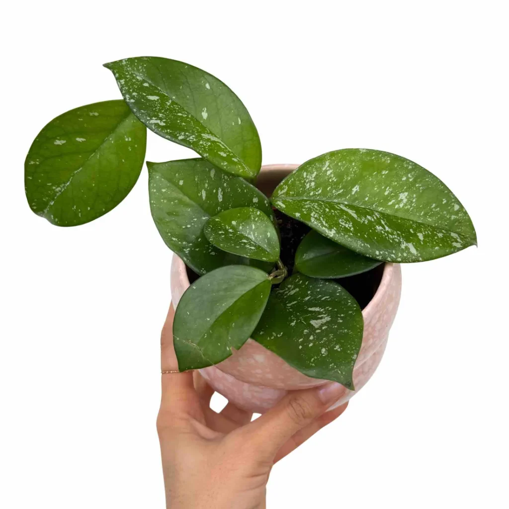 Hoya Carnosa Freckles Splash_Plant and Stories_Pot de 9cm