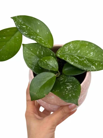 Hoya Carnosa Freckles Splash