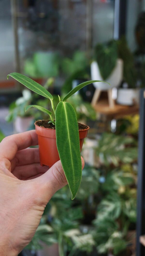 Anthurium warocqueanum baby