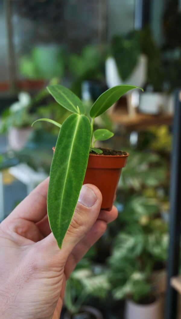 Anthurium warocqueanum baby – Image 2