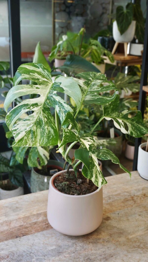 Monstera variegata premium
