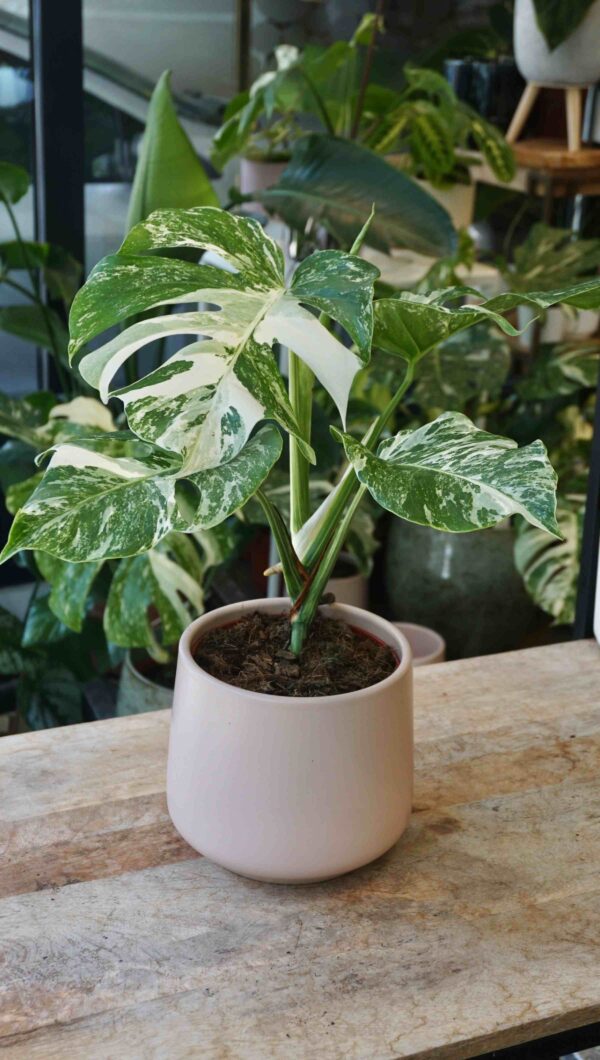 Monstera variegata premium - Image 5