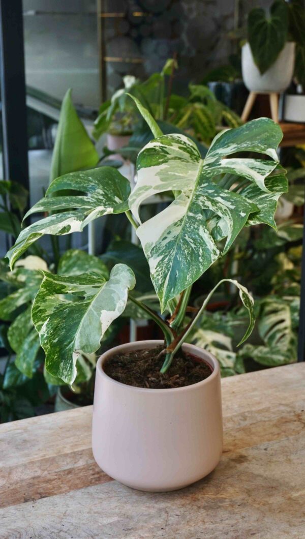 Monstera variegata premium - Image 4