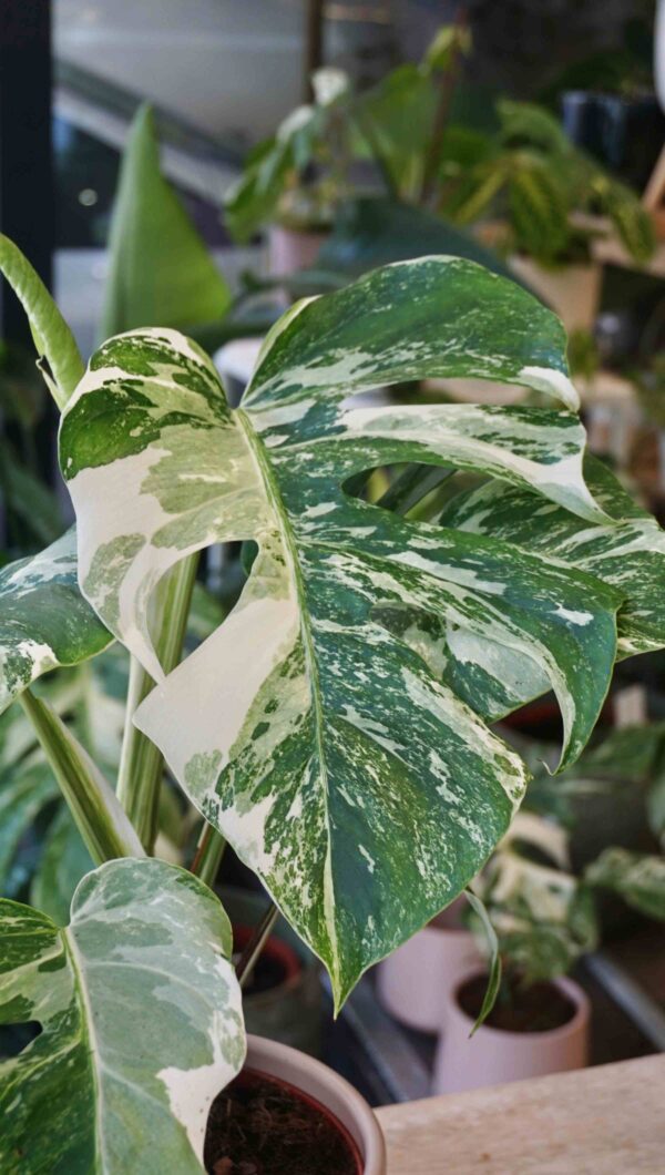 Monstera variegata premium - Image 3