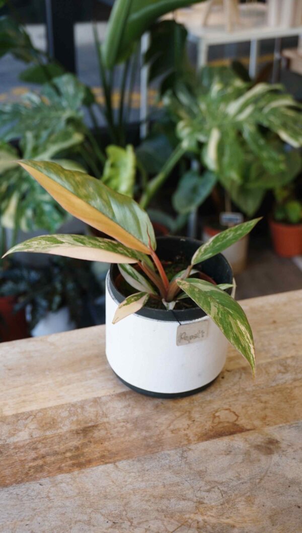 Philodendron caramel marble