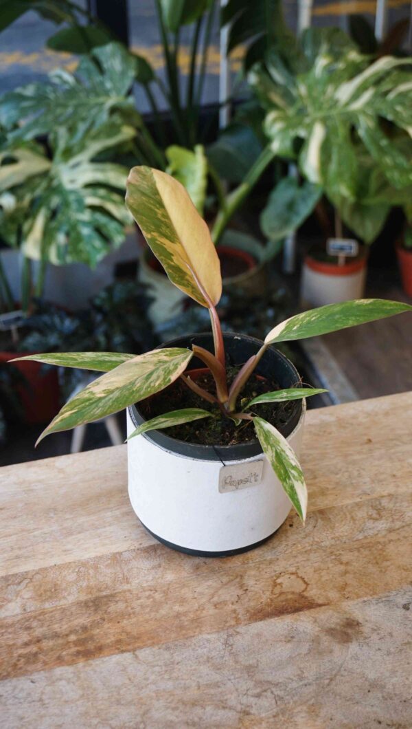 Philodendron caramel marble – Image 3