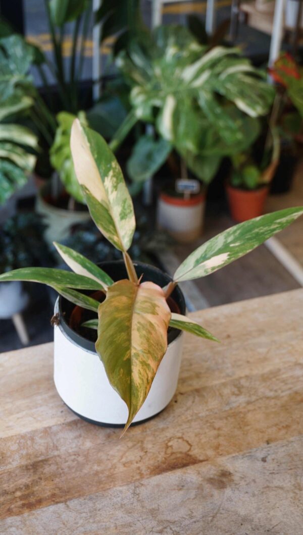 Philodendron caramel marble – Image 2