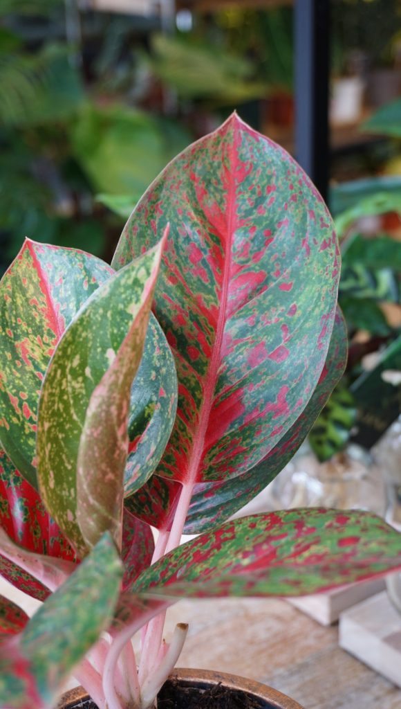 Aglaonema Dark Pink Star_Studio Plantes_Pot de 12cm