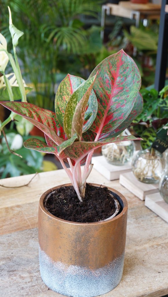 Aglaonema Dark Pink Star_Studio Plantes_Pot de 12cm