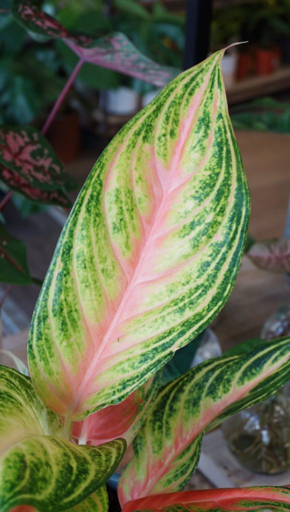 Aglaonema Eyecatcher_Studio Plantes_Pot de 12cm