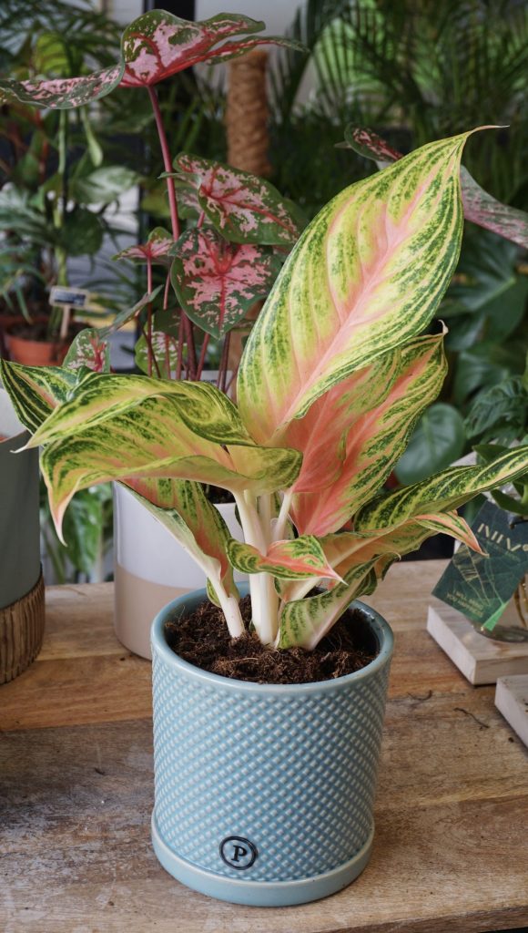 Aglaonema Eyecatcher_Studio Plantes_Pot de 12cm