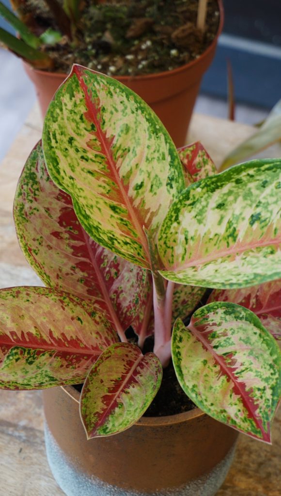 Aglaonema Painted Celebration_Studio Plantes_Pot de 12cm