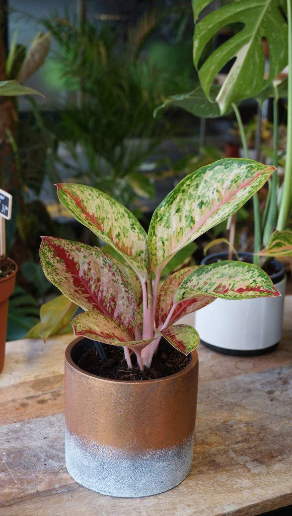 Aglaonema Painted Celebration_Studio Plantes_Pot de 12cm