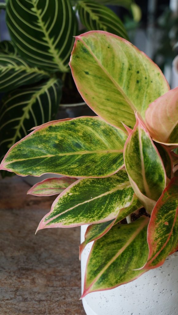 Aglaonema Salmon Fantasy_Studio Plantes_Pot de 12cm