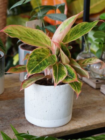 Aglaonema Siam Neon plante tropicale d'intérieur plante verte