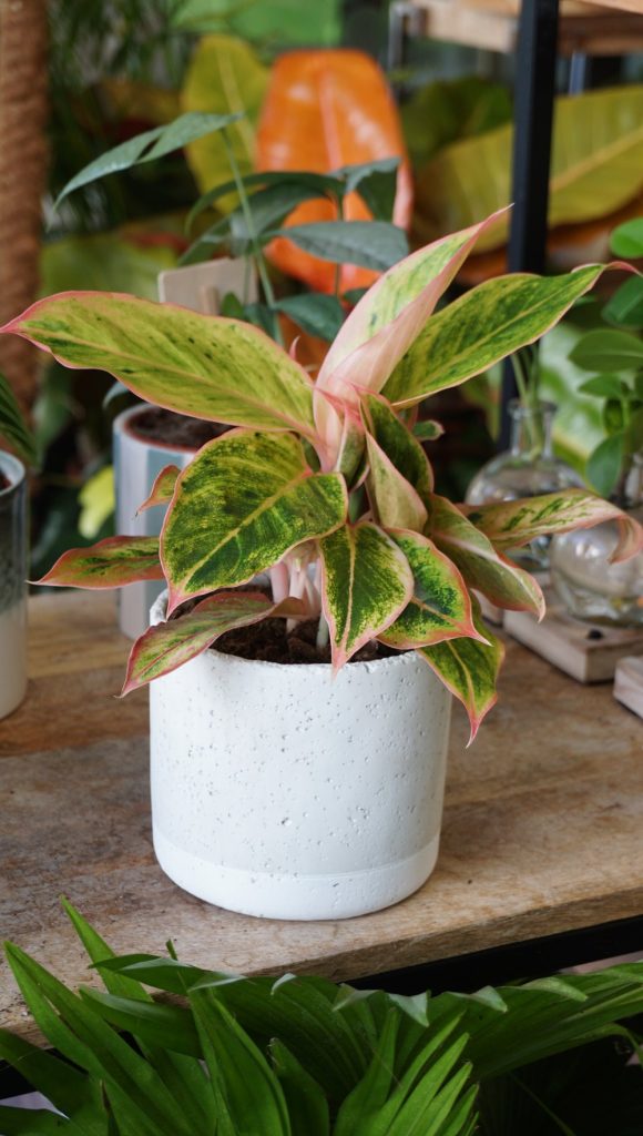 Aglaonema Salmon Fantasy_Studio Plantes_Pot de 12cm