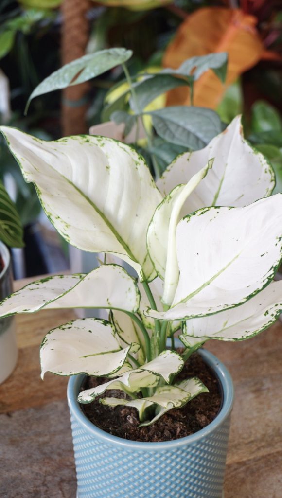 Aglaonema White Joy_Studio Plantes_Pot de 12cm