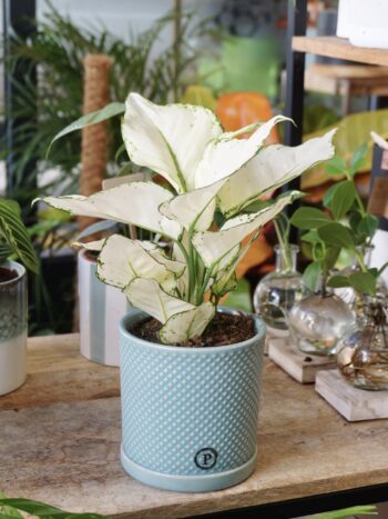 Aglaonema White Joy plante tropicale d'intérieur plante verte blanche