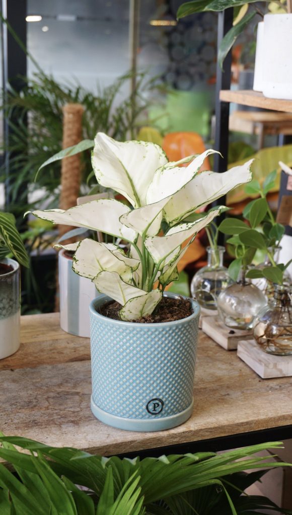 Aglaonema White Joy_Studio Plantes_Pot de 12cm