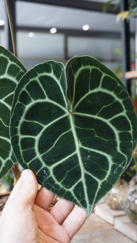 Anthurium Clarinervium_Studio Plantes_Pot de 12cm