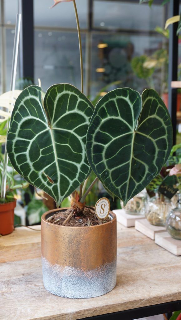 Anthurium Clarinervium_Studio Plantes_Pot de 12cm