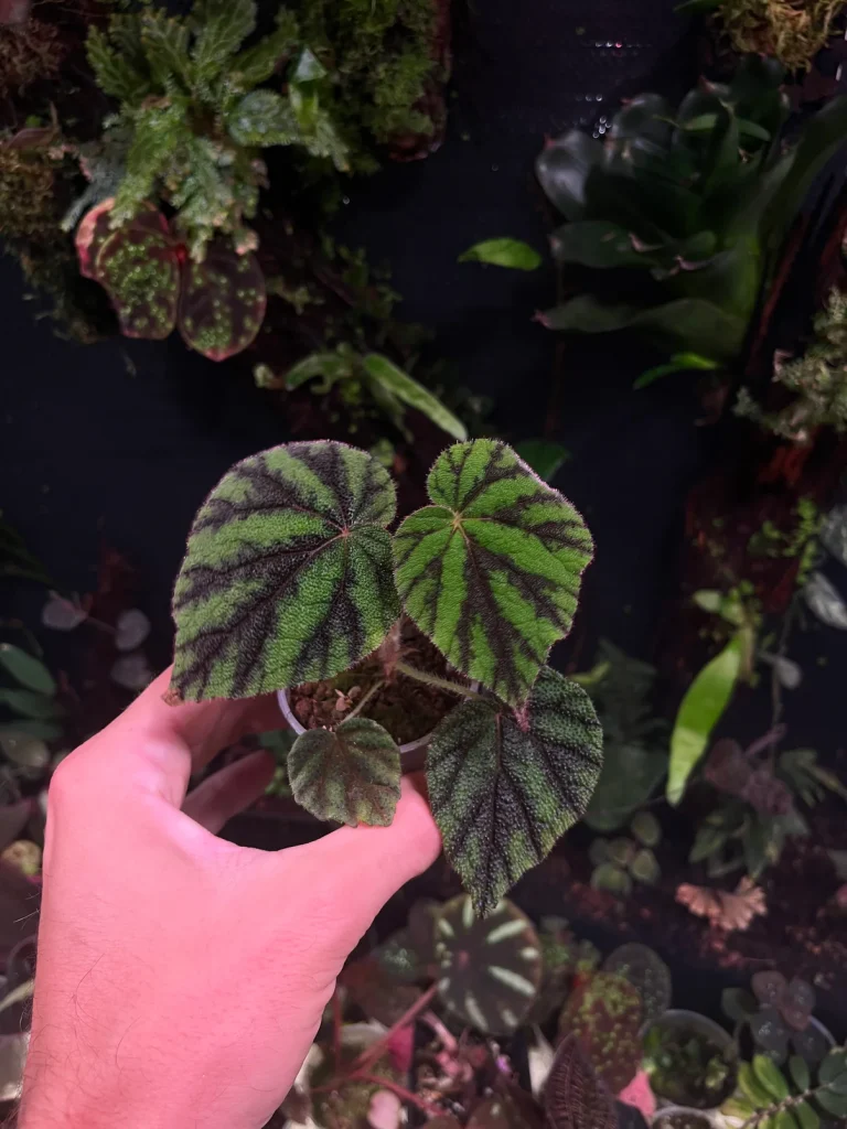 Bégonia sp 2