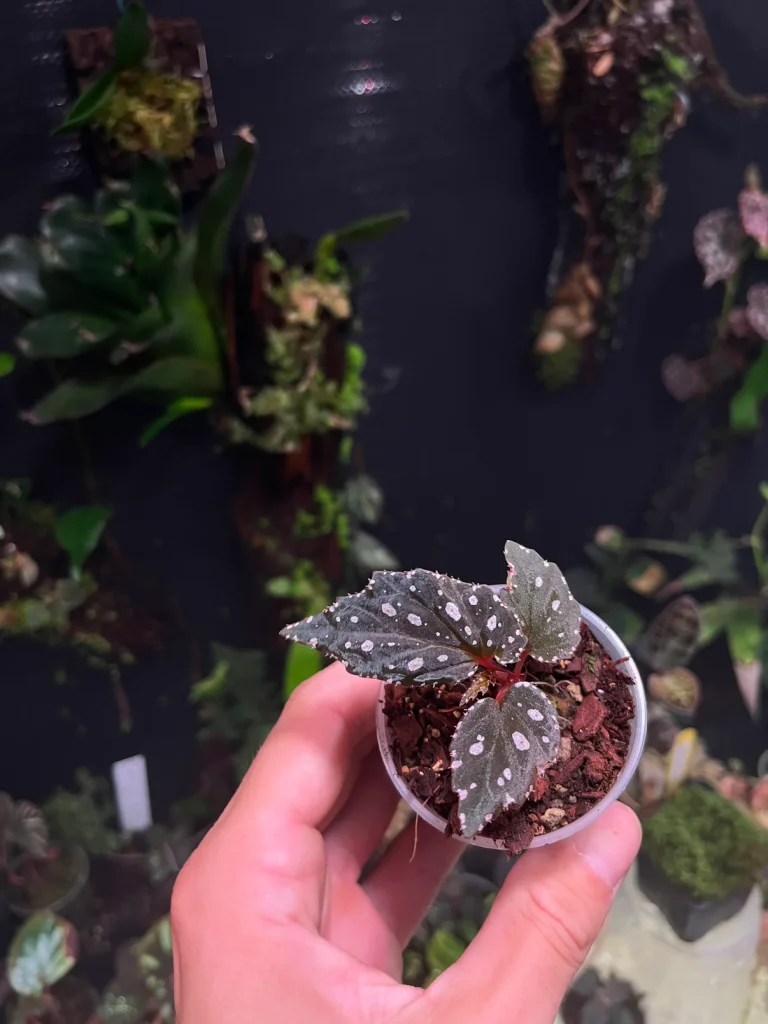 Bégonia Sumatra White Dot