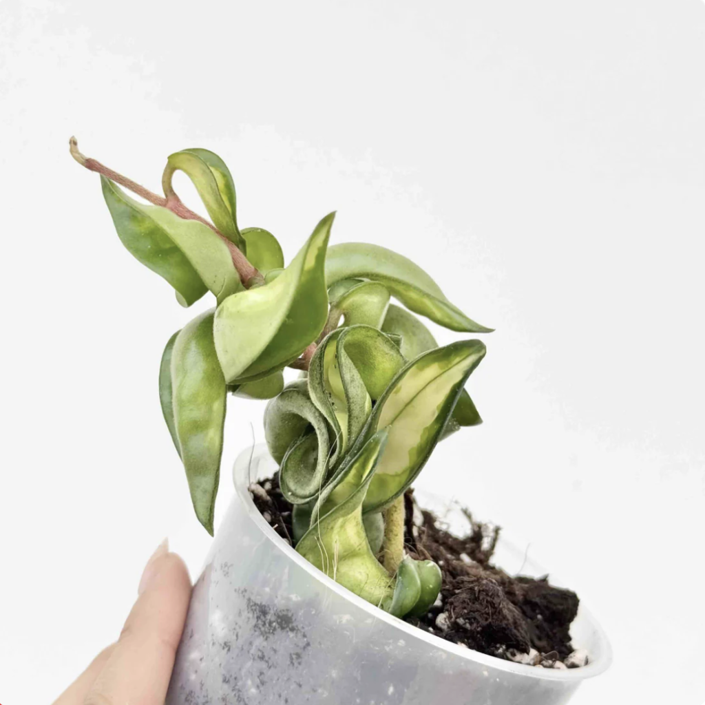 Hoya Compacta Mauna Loa_Plant and Stories_Pot de 6cm
