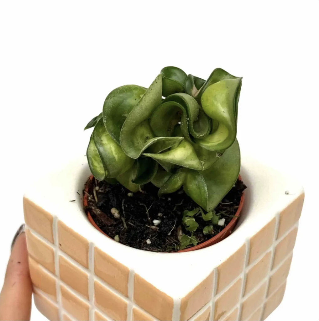 Hoya Compacta Mauna Loa_Plant and Stories_Pot de 6cm