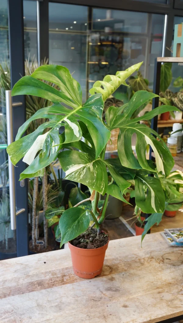 Monstera variegata moins blanche