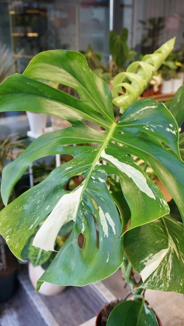 Monstera variegata moins blanche – Image 2