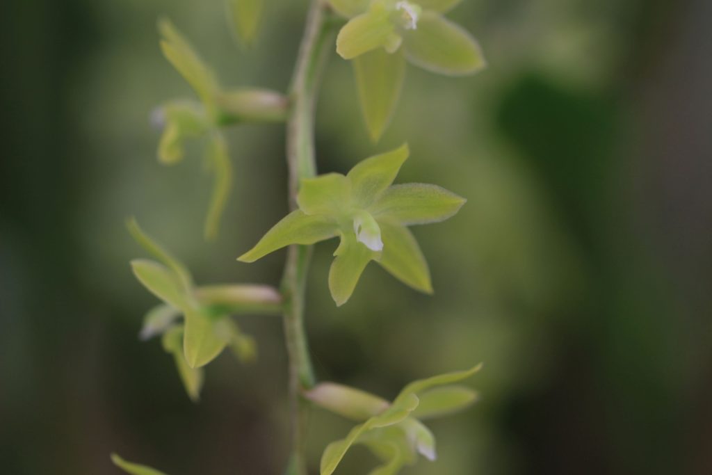 Dendrochilum abbreviatum_Les Orchidées de la Belle Etoile Pot de 12cm