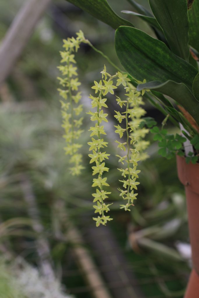 Dendrochilum abbreviatum_Les Orchidées de la Belle Etoile Pot de 12cm