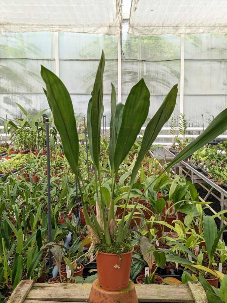 Dendrochilum abbreviatum_Les Orchidées de la Belle Etoile Pot de 12cm
