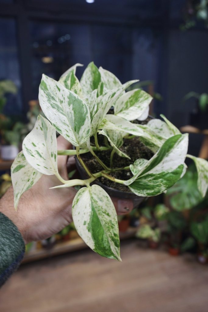 Epipremnum Marble Queen_Studio Plantes_Pot de 12cm
