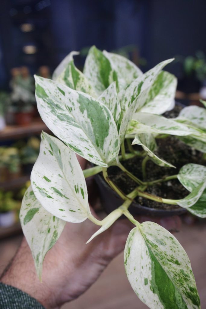 Epipremnum Marble Queen_Studio Plantes_Pot de 12cm