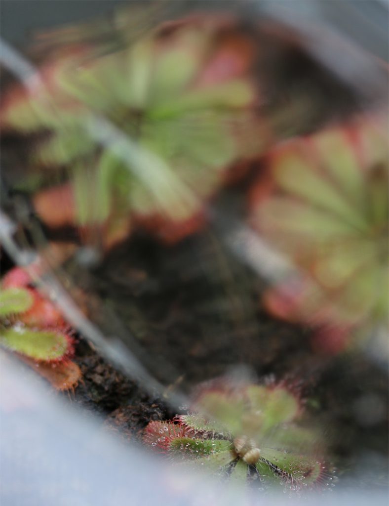 Kit semis Drosera Aliciae – découverte_Karnivores_Mini serre