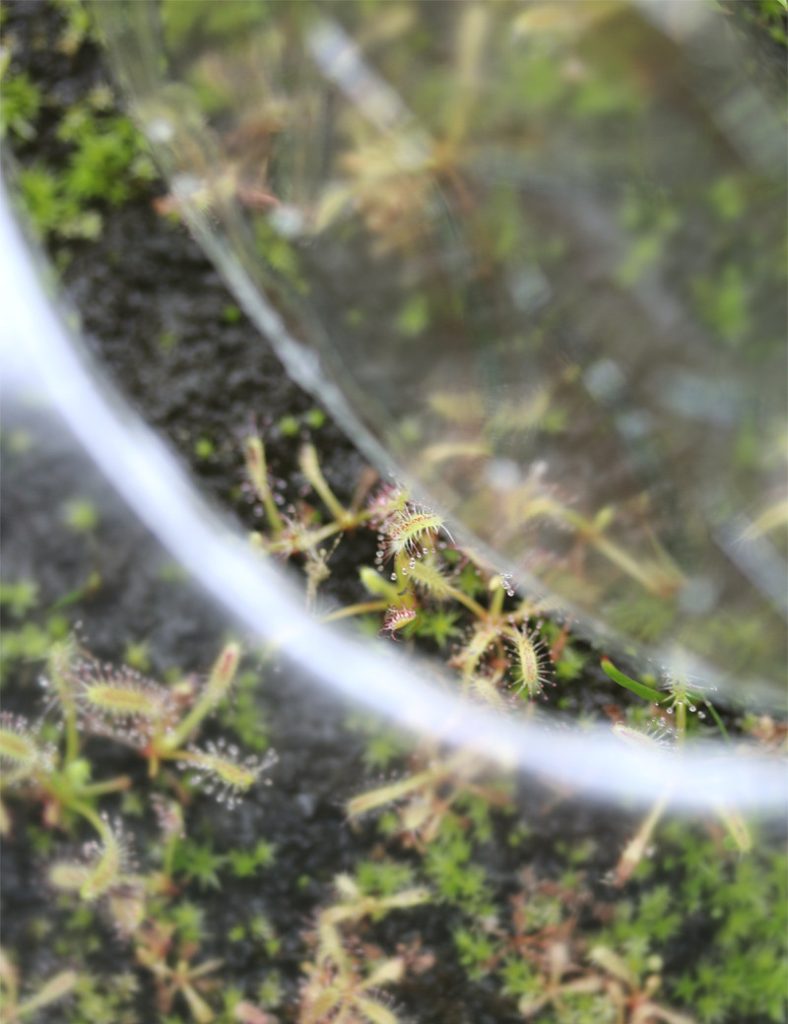 Kit semis Drosera – découverte_Karnivores_Mini serre