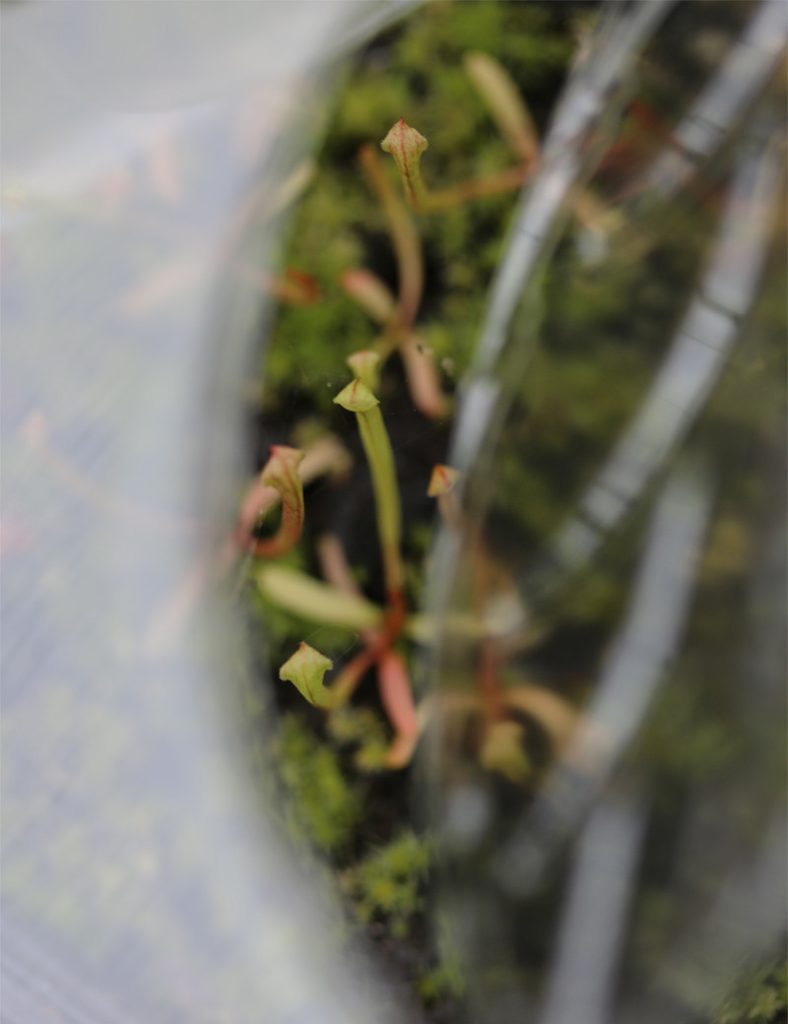 Kit semis Sarracenia – découverte_Karnivores_Mini serre