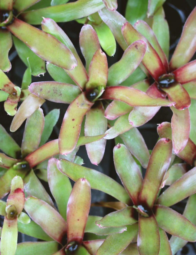 Neoregelia Mephisto_Karnivores_Pot de 7cm