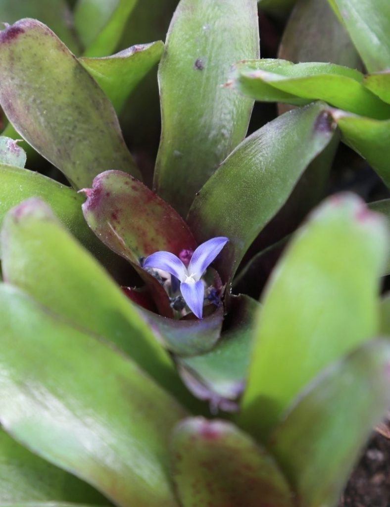 Neoregelia Mephisto_Karnivores_Pot de 7cm
